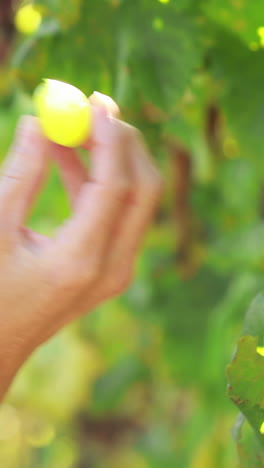 Un-Par-De-Manos-Recogiendo-Uvas-Verdes.