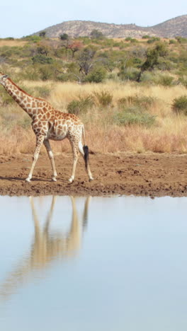 Giraffe-walking-to-the-water