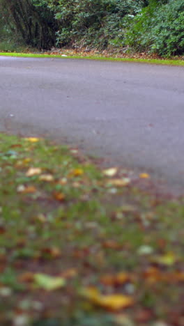 Road-surrounded-by-forest