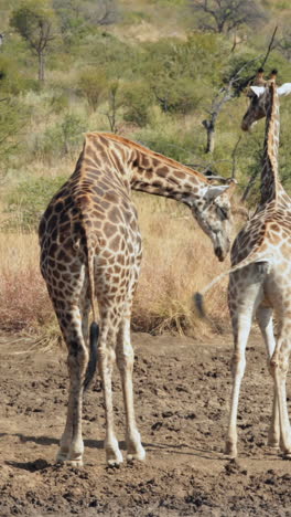 Giraffen-Gehen-Zum-Wasser