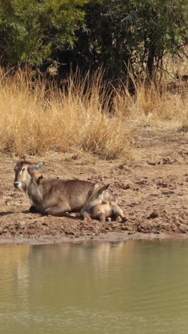 Antílope-Descansando-Junto-Al-Agua