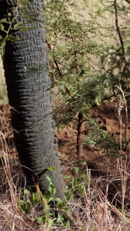 Elephants-grazing-from-the-tree-tops