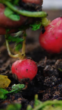 Hombre-Cultivando-Un-Nabo-En-La-Casa-Del-Jardín