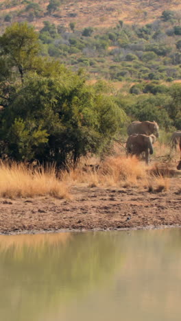 Elephants-drinking-from-watering-hole