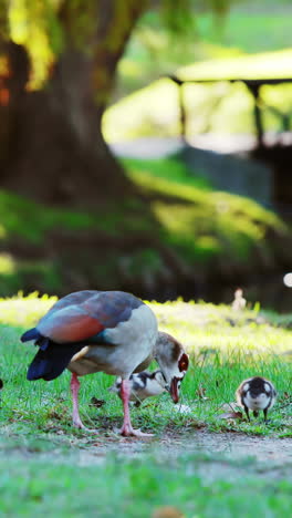 Duck-and-baby-ducks-eating-grass