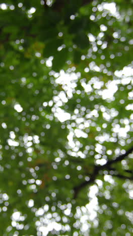 Vista-De-ángulo-Bajo-De-Las-Hojas-De-Un-árbol-Alto