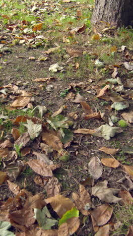 Viele-Herbstblätter-Auf-Dem-Boden