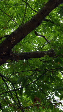 Vista-De-ángulo-Bajo-De-Un-Exuberante-árbol-Verde