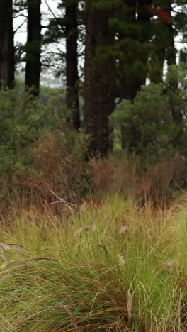 YOung-couple-hiking-through-the-forest-together