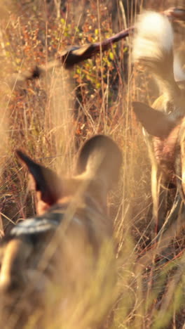 Hyenas-playing-in-the-long-grass