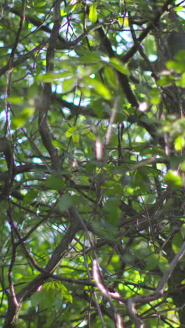 Camera-looking-up-at-the-trees-in-a-woods