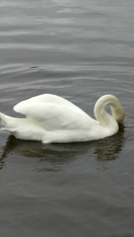 Swans-moving-over-water-with-birds-flying