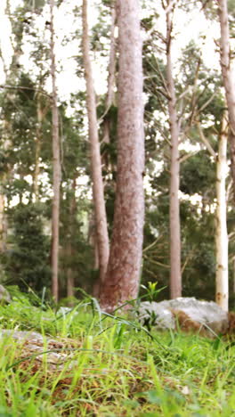 Ciclista-De-Montaña-Masculino-Montando-En-El-Bosque