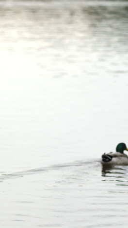 Ducks-swimming-in-the-lake