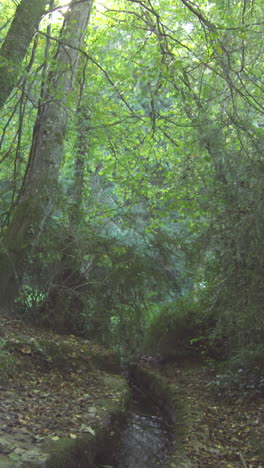 Arroyo-Que-Fluye-A-Través-De-Un-Bosque