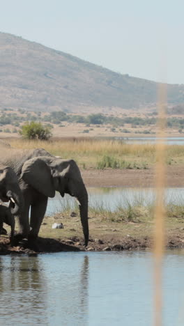 Elephants-drinking-from-watering-hole