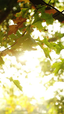 Maple-leaf-falling-from-tree