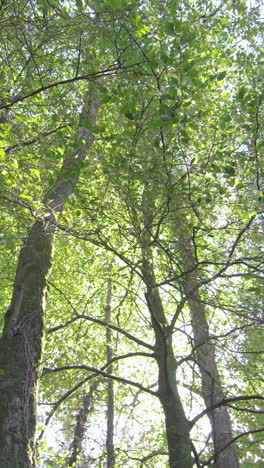 Camera-looking-up-at-the-tall-trees-in-a-forest