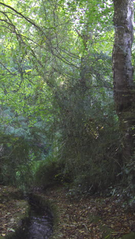 Stream-flowing-through-a-wooded-area