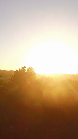 Helles-Sonnenlicht,-Das-Durch-Die-Bäume-Fällt