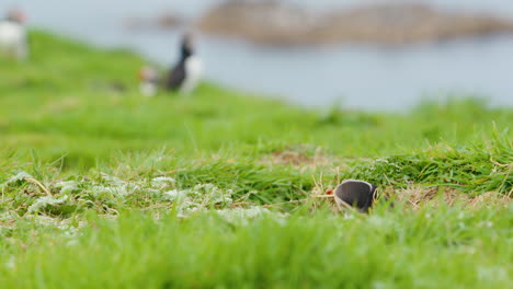 Cute-Puffin-tugging-on-grass,-Lunga-Island,-Scotland---Slomo