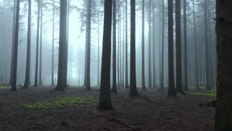 Verträumte-Landschaft-Aus-Dünnen-Und-Hohen-Bäumen-Im-Nebel