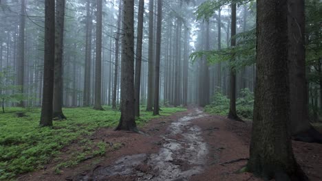 Relax-in-a-magical-forest-on-a-foggy-wet-morning-after-rain