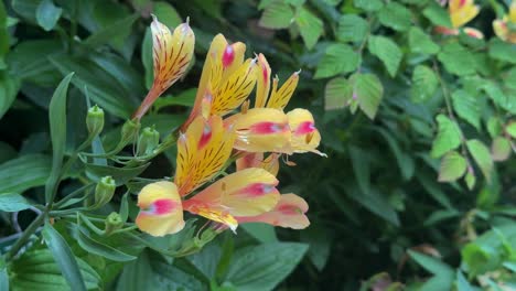 Yellow-and-pink-flowers-blooming-among-lush-green-foliage