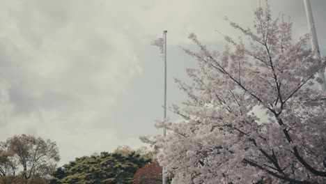 Sakura-Tree-In-Bloom-And-Japanese-Flag-Waving-At-The-Park-In-Japan