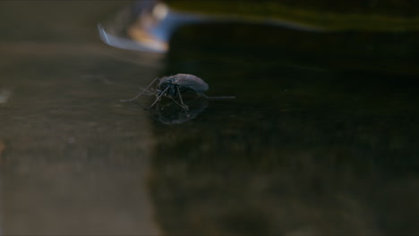 Un-Mosquito-Quironómido-Que-No-Muerde-Flotando-En-La-Superficie-Del-Agua,-Moviéndose-Suavemente-Con-La-Brisa