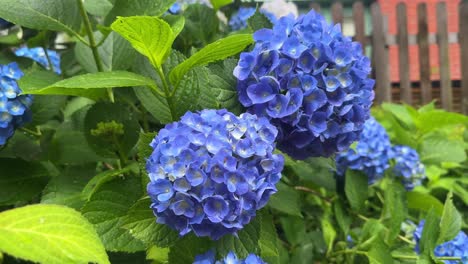 Close-up-of-vibrant-blue-hydrangea-flowers-in-a-lush-green-garden