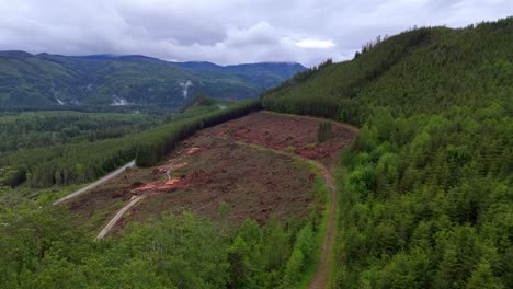 Área-Forestal-Recién-Talada---Drone