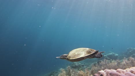 Eine-Karettschildkröte-Gleitet-Anmutig-über-Ein-Farbenfrohes-Korallenriff