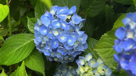 Close-up-of-vibrant-blue-hydrangea-flowers-blooming-among-green-leaves-in-a-garden