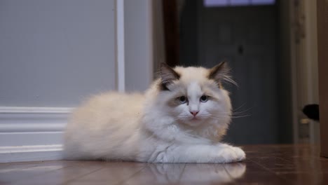 Weiße-Ragdoll-Katze-Ruht-Auf-Dem-Boden