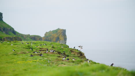 Wide-slowmotion-view-of-puffins-on-cliff-in-Scotland,-Lunga-Island