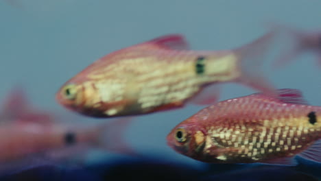 Bandada-De-Peces-Nadando-Juntos-En-Agua-Azul-De-Cerca-Detallada