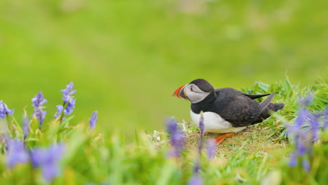 Atlantic-Puffin-resting-on-green-grassy-cliff-with-purple-flowers-on-Lunga-Island,-Scotland