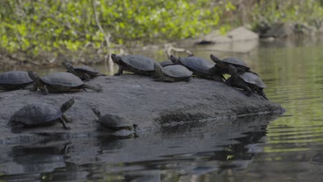 Eine-Ruhige-Szene-Mit-Schildkröten,-Die-Auf-Einem-Felsen-Am-Teich-Ruhen-Und-Die-Heitere-Schönheit-Der-Natur-Einfangen