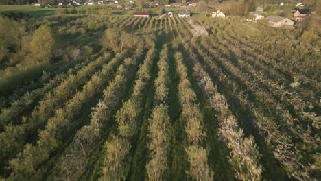 Rows-of-apple-orchard-trees-in-bloom-on-lush-farm-land,-Northern-Poland,-aerial