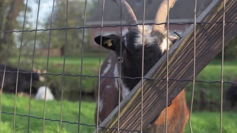 Adult-goat-on-a-farm-behind-a-wire-fence-with-bikers-and-car-passing-in-the-background