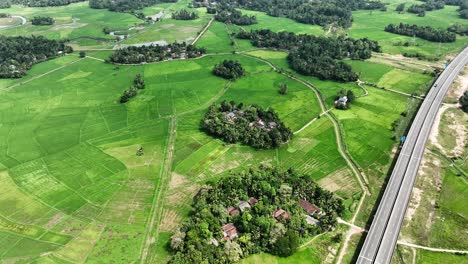 Luftaufnahmen-Von-Leuchtend-Grünen-Reisfeldern-Entfalten-Sich-Darunter,-Diese-Felder-Strahlen-Eine-Ruhige-Schönheit-Aus-Und-Spiegeln-Das-Landwirtschaftliche-Wesen-Wider,-Das-Generationen-Von-Sri-Lankern-Ernährt-Hat