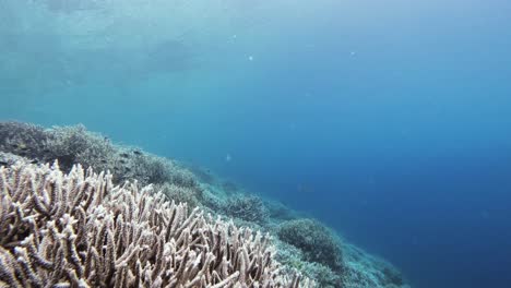 Un-Vuelo-Sobre-Un-Vibrante-Arrecife-De-Coral,-Que-Muestra-La-Impresionante-Variedad-De-Corales-Y-Las-Cristalinas-Aguas-Azules-De-Raja-Ampat-En-Indonesia