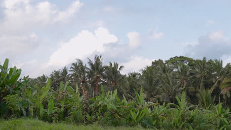 Banana-And-Coconut-Trees-On-Tropical-Landscape-Of-Ubud-In-Bali-Island,-Indonesia