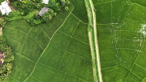 Experimente-Los-Pintorescos-Arrozales-De-Sri-Lanka-A-Vista-De-Pájaro.