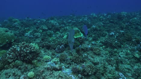 Snapper-and-trevallies-swimming-close-by-over-coral-reef-in-Bora-Bora-in-French-Polynesia