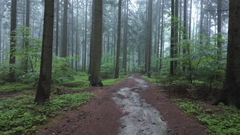 Escape-through-the-scary-forest-on-a-foggy-day