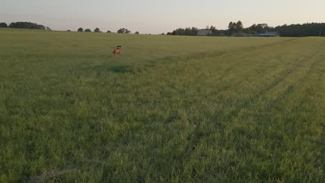 Pointer-running-happy-in-rural-field-with-grass