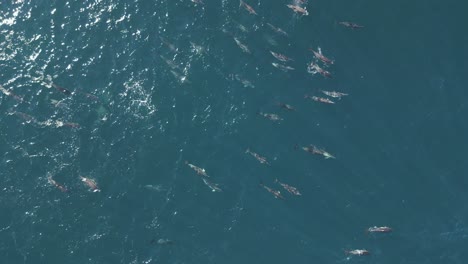 Top-down-aerial-shot-of-a-large-group-pod-of-bottle-nose-dolphins-playing-in-the-waves-during-the-morning-hunt-at-Maroubra-Beach,-Sydney,-Australia