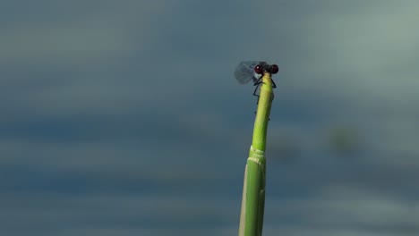 Slow-motion-close-up-of-a-cute,-blue-damselfly-flying-into-focus-and-landing-on-a-reed-with-dynamic,-abstract-water-patterns-moving-in-the-background